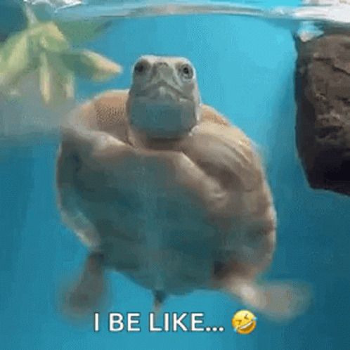 FunnyAnimalsTurtlesGIF 1